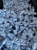Blue 1 inch AB Bow Bead